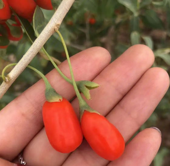 枸杞子的种植技术