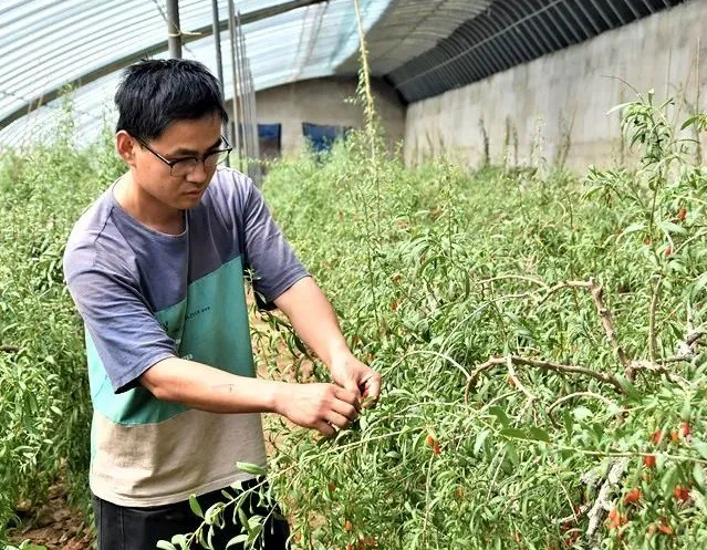 枸杞的种植方法和注意事项