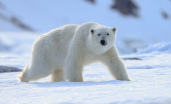 <strong>北极熊的体型最大能多大，北极熊的寿命一般多久？</strong>