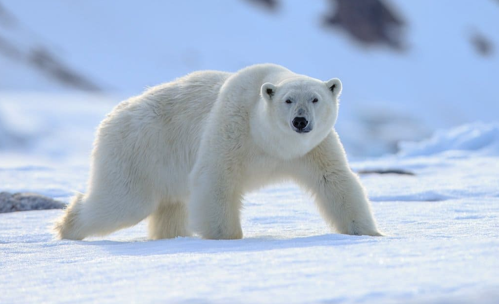 北极熊的体型最大能多大，北极熊的寿命一般多久？