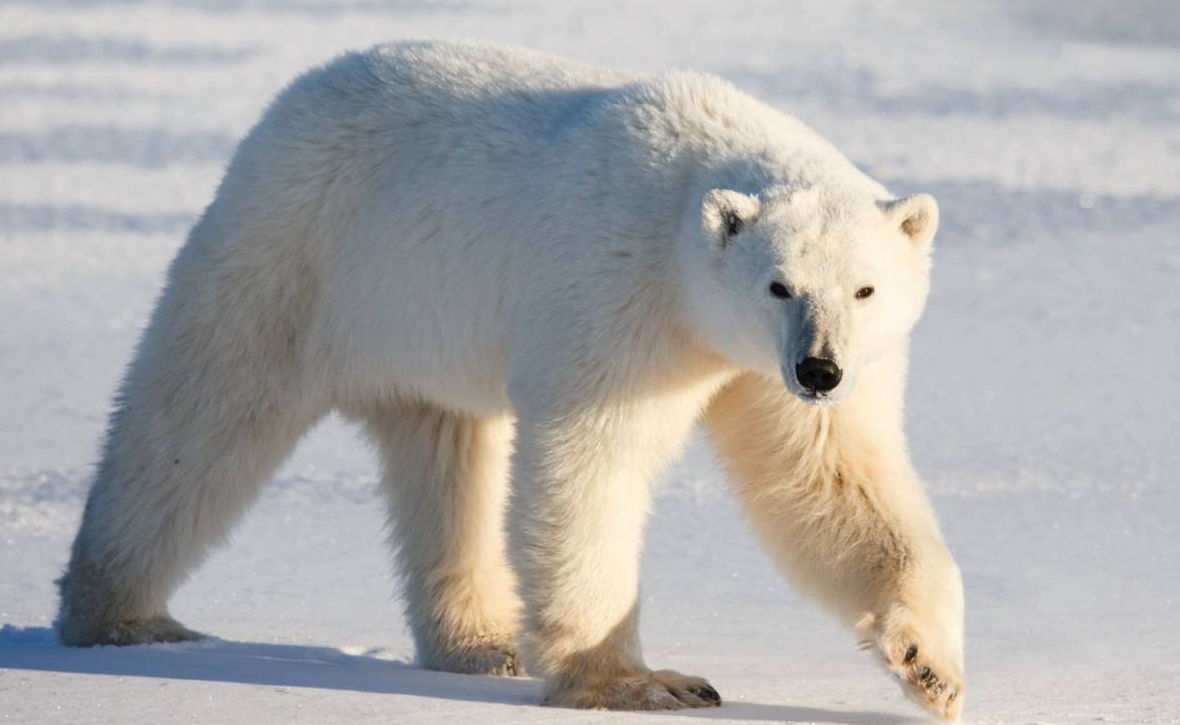 北极熊的体型最大能多大，北极熊的寿命一般多久？