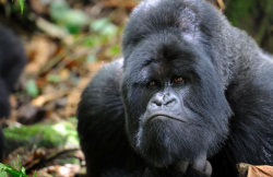 银背大猩猩主要分布在哪些地区，有哪些饮食习性？