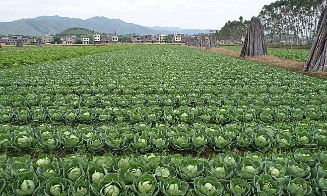 包心菜怎么种植，对于土壤和光照有哪些要求？