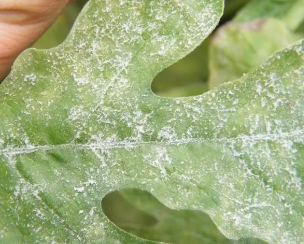 菊花白粉病症状和怎么防止