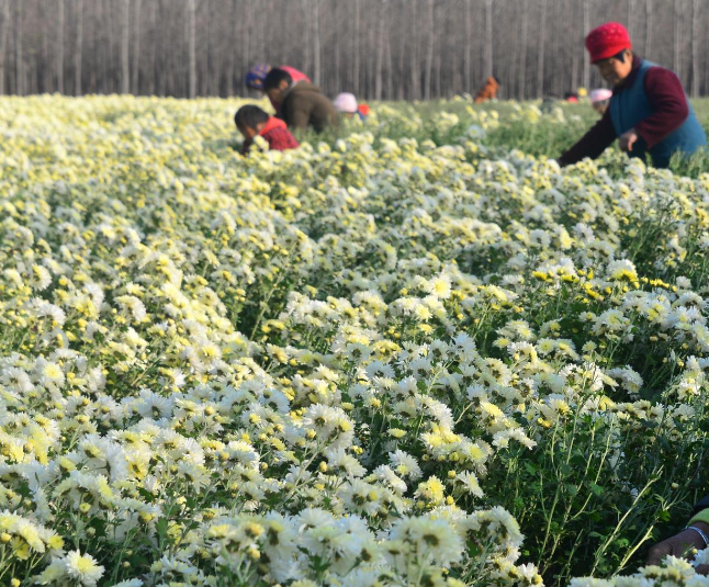 菊花高效高产的栽培技术