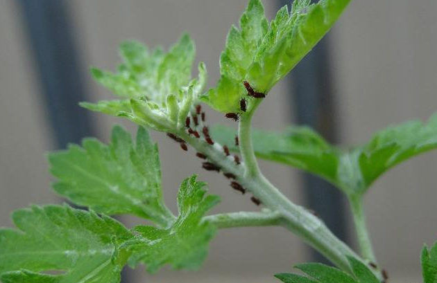 菊花蚜虫的防治方法有哪些，敌敌畏可以喷施吗