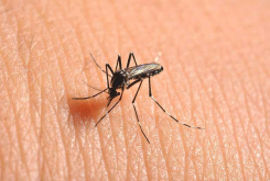 <strong>蚊子的天敌有哪些，如何利用来消灭蚊子？</strong>