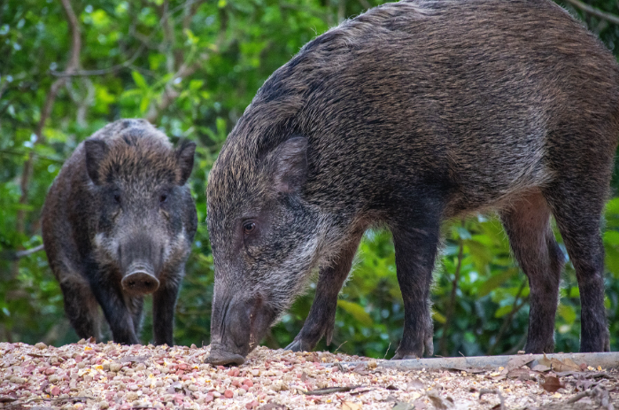 野猪和家猪的肉质有哪些区别，野猪消灭后可以食用吗
