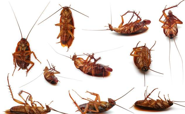 蟑螂如何进行驱除和消灭，有哪些方法?
