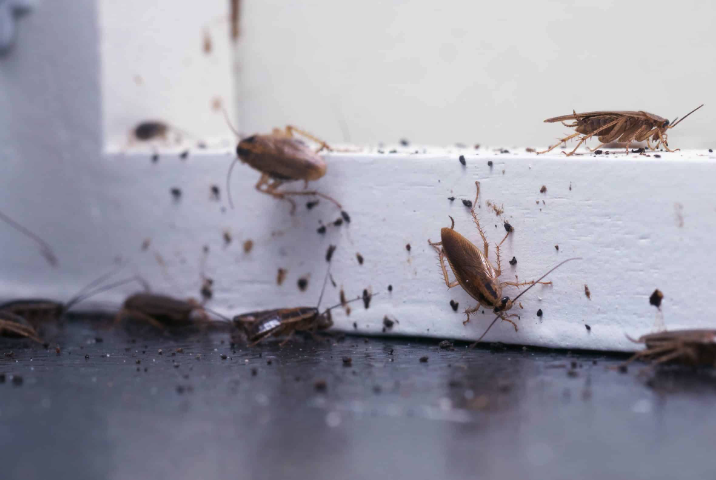 蟑螂如何进行繁殖，蟑螂至今存在了多久?