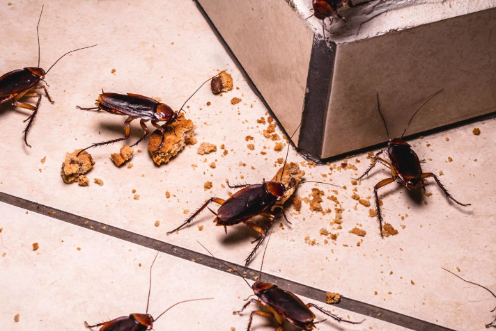 蟑螂的触手有哪些作用，对于捕食是否有帮助?