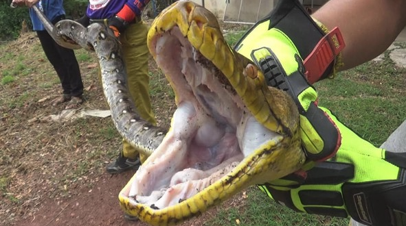 蟒蛇的口腔是什么结构，为什么可以吞食大体型动物?