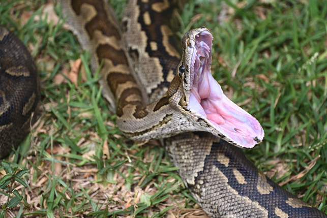 蟒蛇的口腔是什么结构，为什么可以吞食大体型动物?