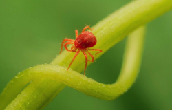 红蜘蛛是什么害虫，如何消除室内花卉的红蜘蛛?