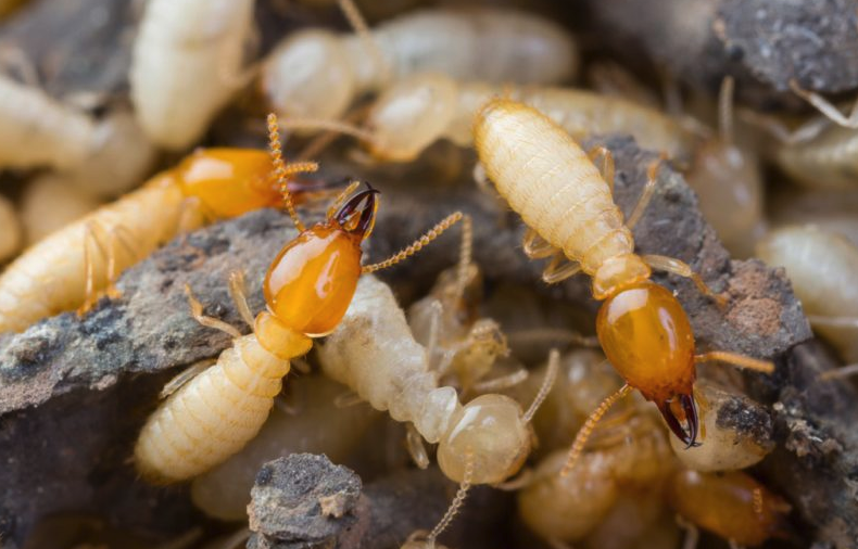 白蚁为什么会啃食木头，如何进行木头防护？