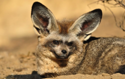 耳廓狐有哪些饮食习性，有什么价值？