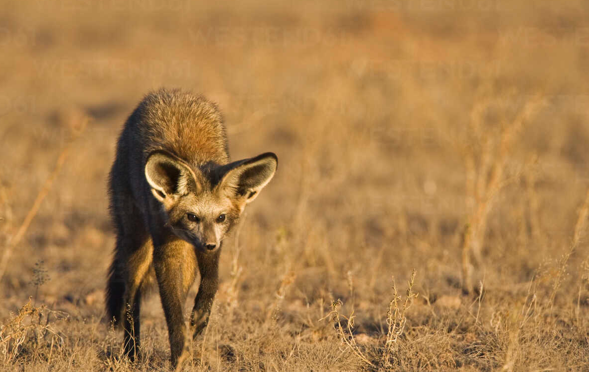 耳廓狐有哪些饮食习性，有什么价值？
