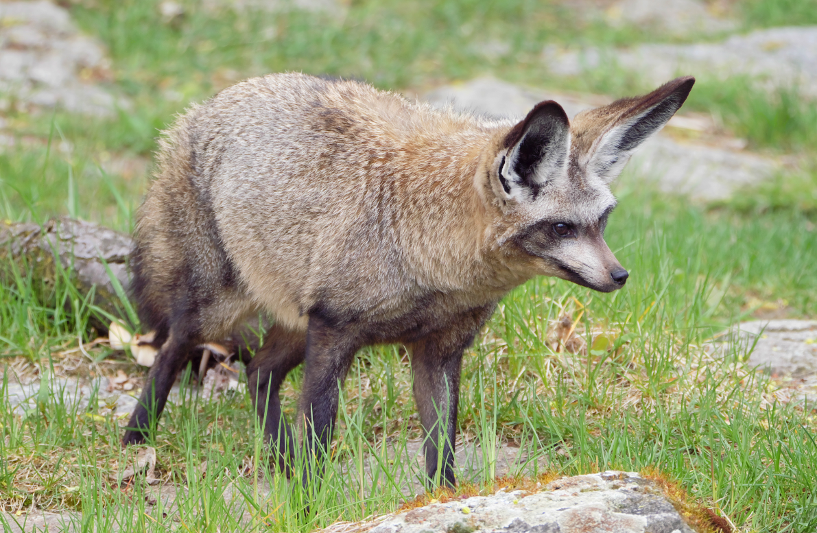 耳廓狐有哪些形态特点，生存分布在哪些地区？