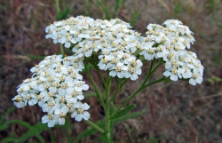 <strong>高山蓍草是什么植物，有哪些形态特点？</strong>