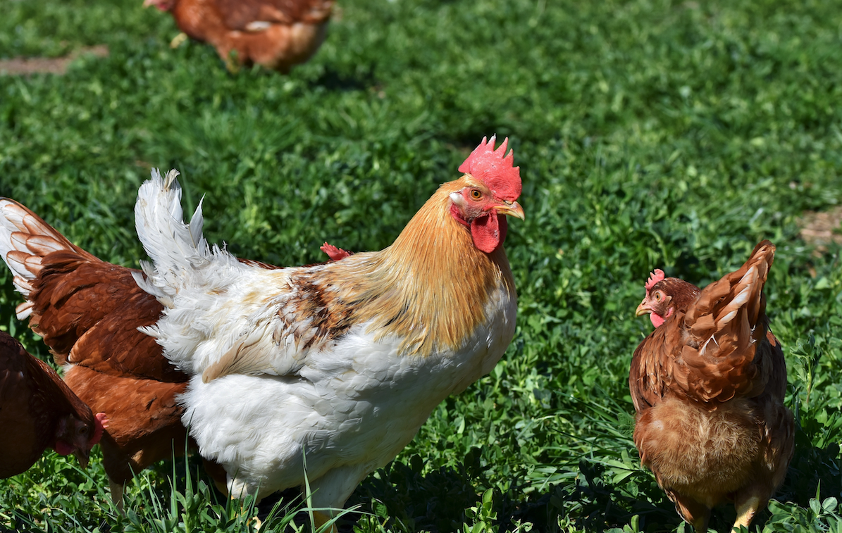 组织滴虫病是什么病害，一般发生在于鸡的那些部位？