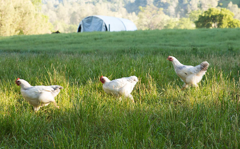 组织滴虫病是什么病害，一般发生在于鸡的那些部位？