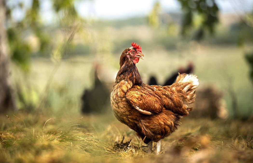 鸡感染了住白细胞原虫病怎么办，如何进行防治？