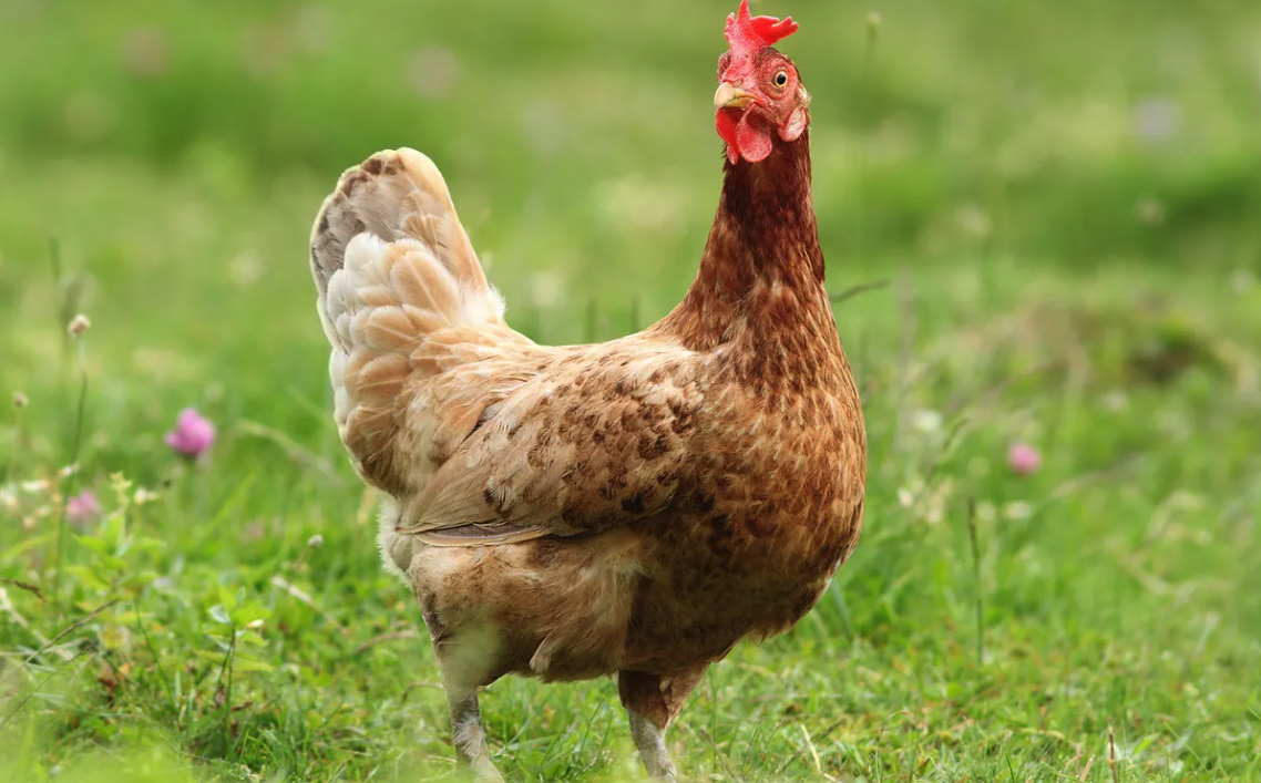 鸡感染了住白细胞原虫病怎么办，如何进行防治？