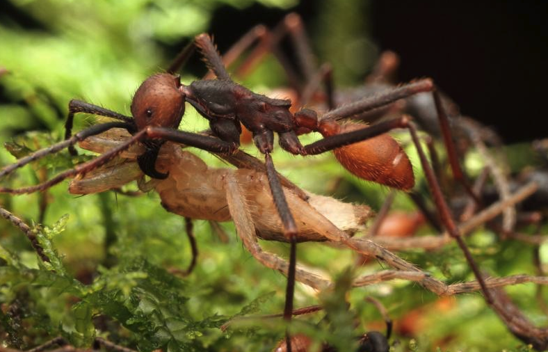 行军蚁是什么蚂蚁，有什么特点？