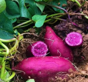 <strong>紫薯对成长环境的要求有哪些？</strong>
