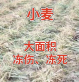 <b>小麦冻害应急方案</b>