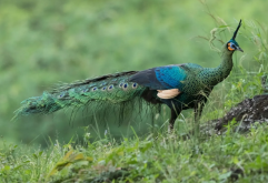野生的孔雀主要分布在哪些地区，有哪些饮食特点？