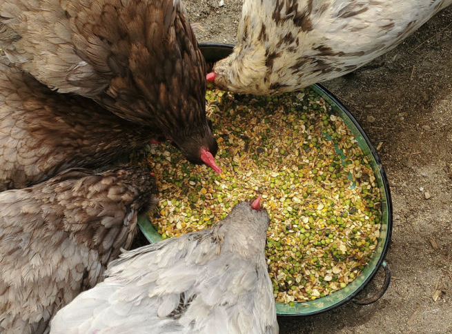 饲料中的盐含量比较高对鸡有哪些影响，会食盐中毒吗？