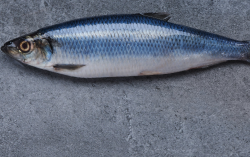 <strong>鲱鱼有什么营养价值，分布在哪些地区？</strong>