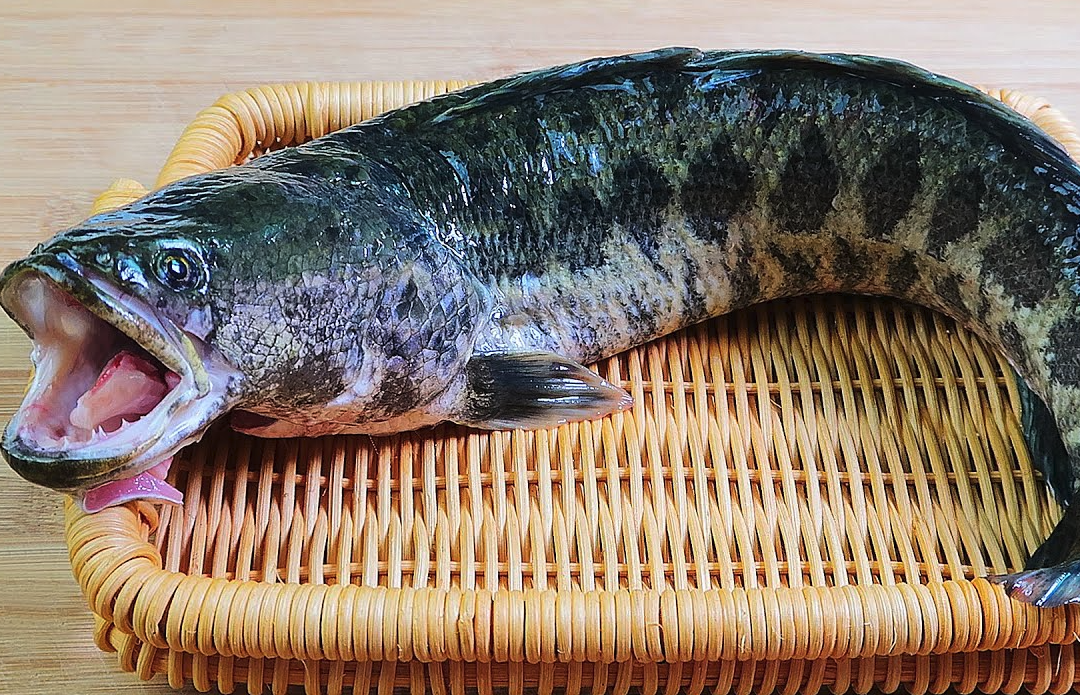 黑鱼有哪些饮食习性，最大体型可以长多大?