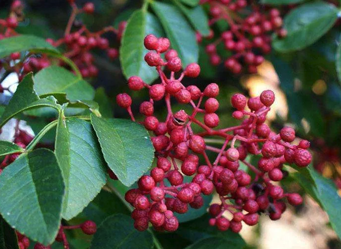 四川花椒主要是山地种植吗，对于土壤和光照有哪些要求？