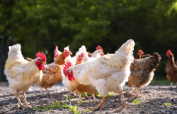 <strong>鸡感染大肠杆菌进行药物治疗后会产生耐药性吗?</strong>