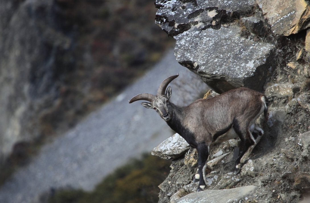 岩羊有什么生态习性，为什么会进行攀岩？