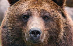 棕熊有哪些饮食习性，体型可以长到多大？