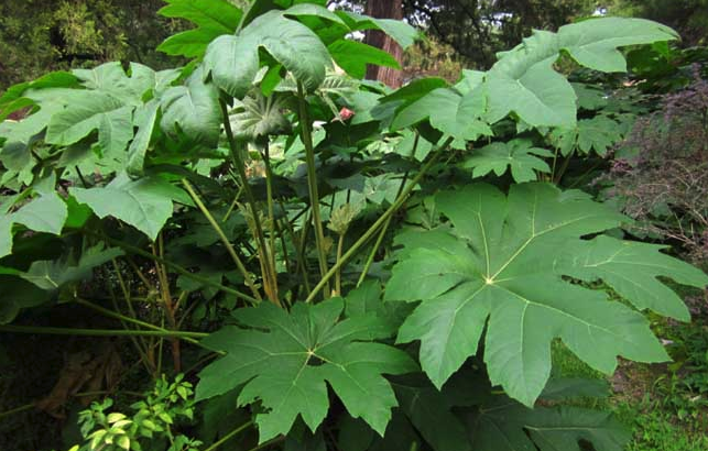  刺通草是什么植物，形态是什么样的?