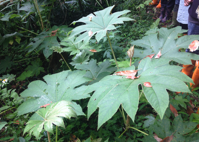  刺通草是什么植物，形态是什么样的?