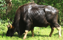 印度野牛主要分布在哪些地区，如何进行繁殖?
