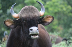 <strong>印度野牛如何进行养殖，有哪些经济价值?</strong>