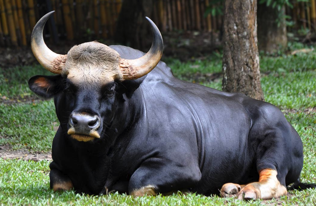 印度野牛如何进行养殖，有哪些经济价值?