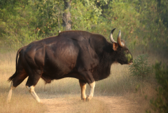 印度野牛有什么体型特征，可以长到多大?