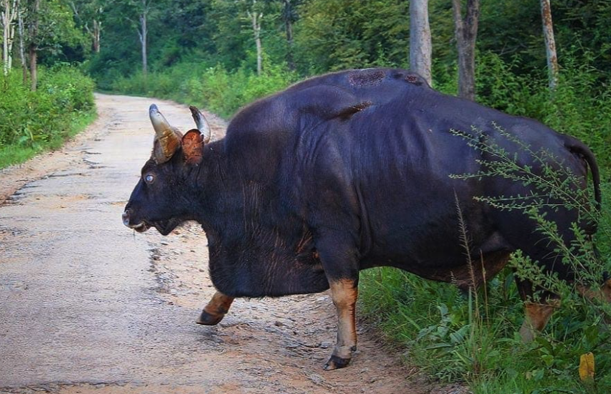 印度野牛有什么体型特征，可以长到多大?