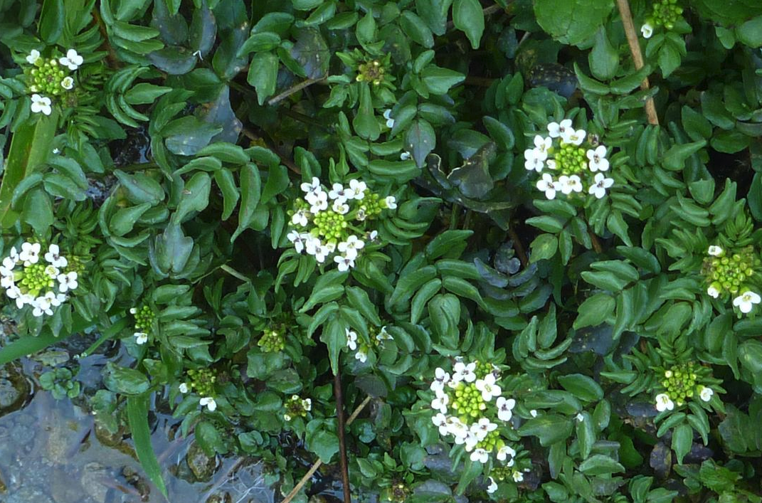 水蕹菜有什么营养价值，对种植环境有什么要求?