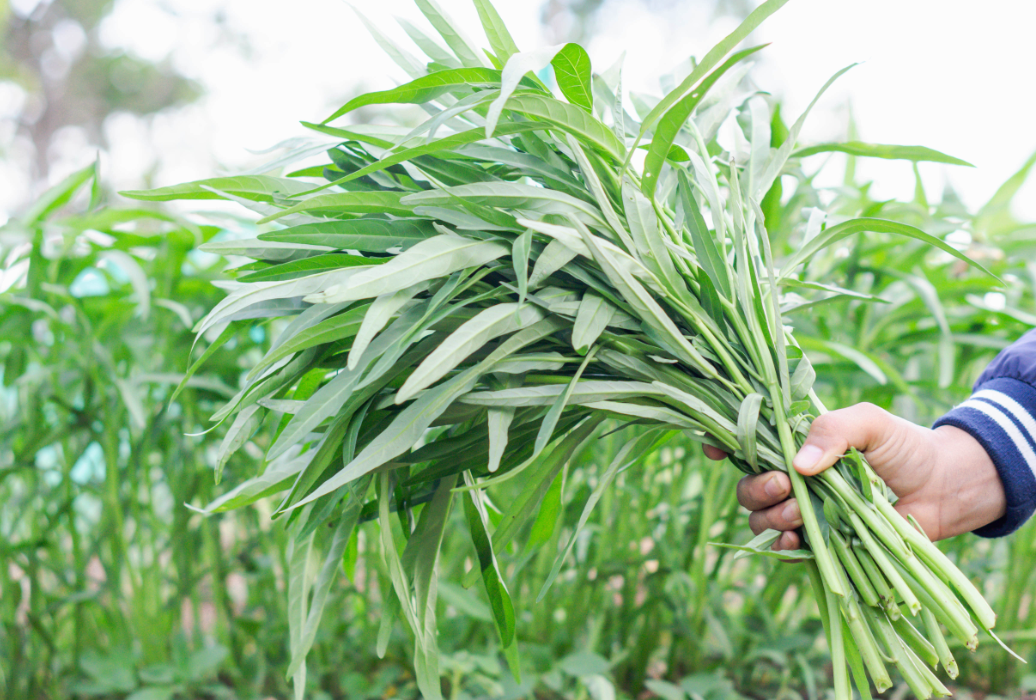 蕹菜有哪些种类，都有什么特点?