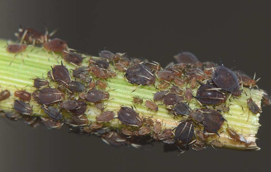 梅穗蚜是什么害虫，可以人工消灭吗?