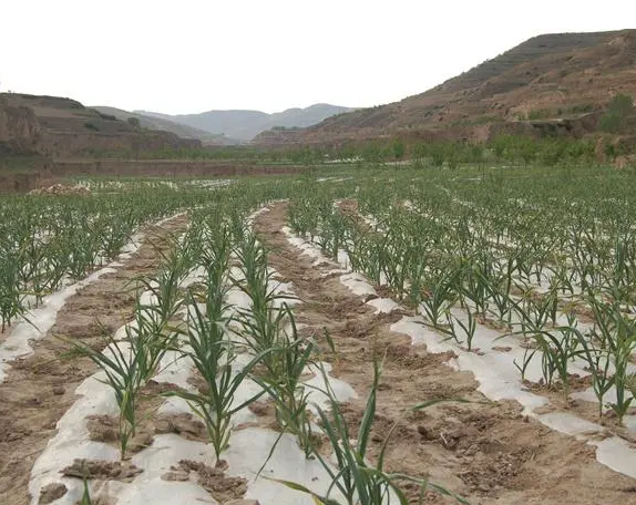 地膜大蒜田可以选用哪些除草剂