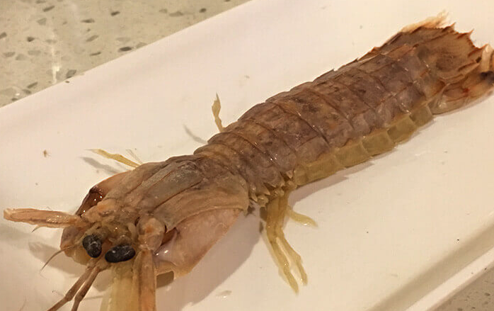 螳螂虾有哪些营养价值，如何进行养殖?